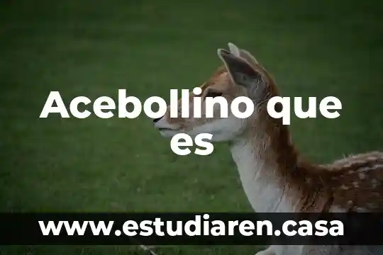 Lenguaje de lado cliente que es 5 Acebollino que es