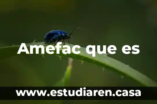 Amefac que es