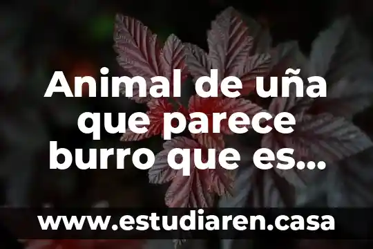 Animal de uña que parece burro que es carnivoro
