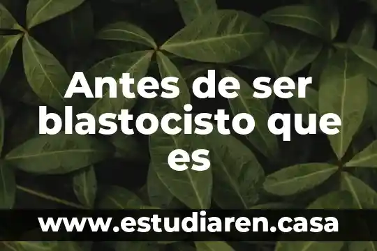 Que es bueno comer antes de dormir 6 Antes de ser blastocisto que es