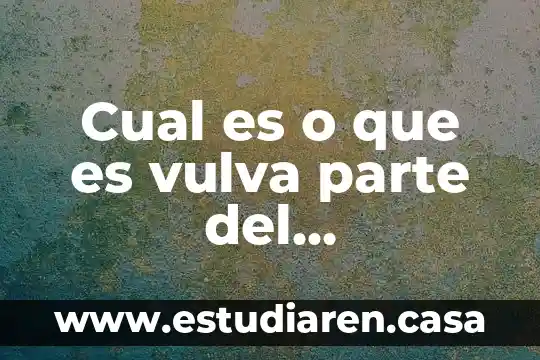 Qué es y para qué sirve el sistema reproductor masculino 5 Cual es o que es vulva parte del reproductor femenino