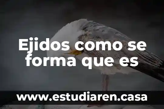 Que es una forma st2 3 Ejidos como se forma que es
