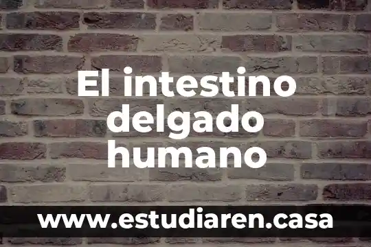 El intestino delgado humano