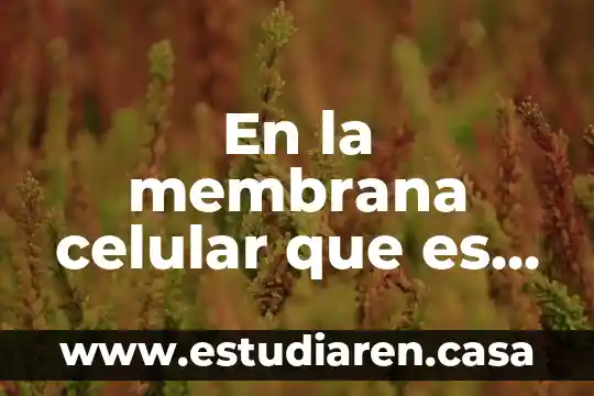 En la membrana celular que es la proliferacion