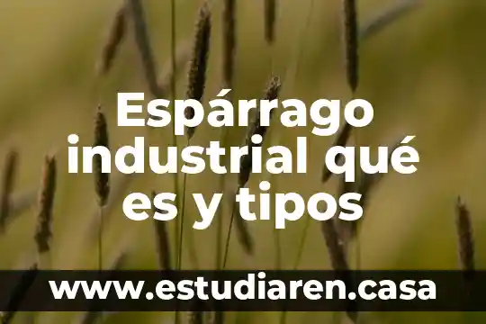 Espárrago industrial qué es y tipos