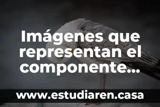 Imágenes que representan el componente geográfico que es político
