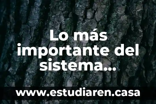 Que es mas importante la actitud o la habilidad 4 Lo más importante del sistema muscular