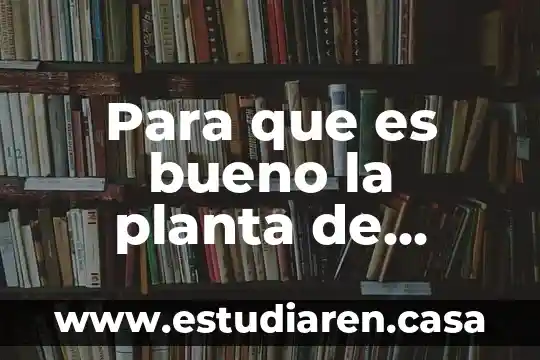 Para que es bueno la planta de manzanilla