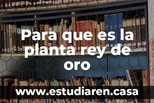 Para que es la planta rey de oro