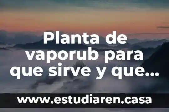 El concepto de calculo que es y para que sirve 8 Planta de vaporub para que sirve y que es