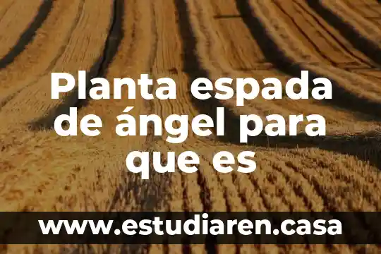 Planta espada de ángel para que es