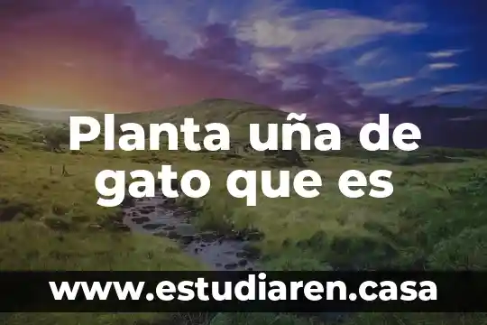Planta uña de gato que es