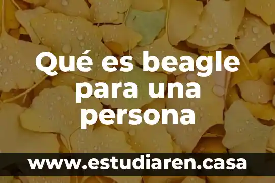 Qué es beagle para una persona