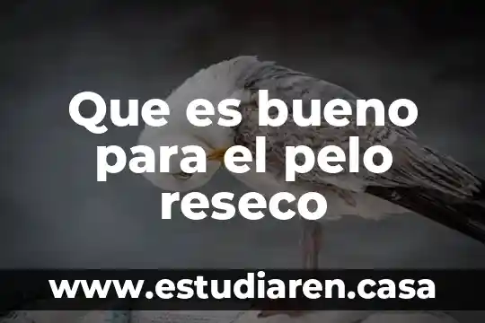 Que es bueno para lo maltratado del pelo 3 Que es bueno para el pelo reseco