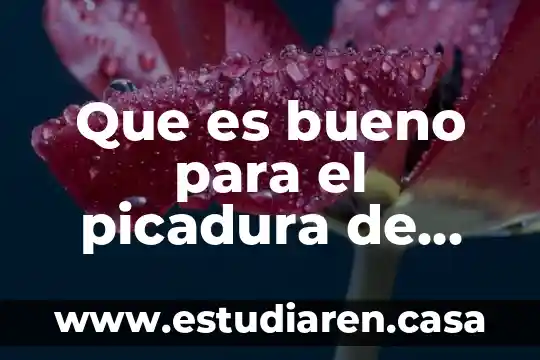 Que es bueno para las picadura de abeja 6 Que es bueno para el picadura de avispa