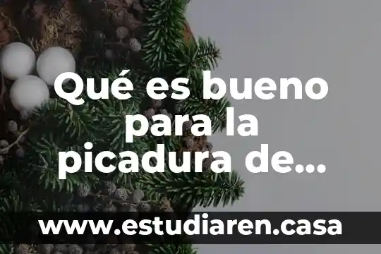 Que es bueno para las picadura de abeja 3 Qué es bueno para la picadura de una avispa