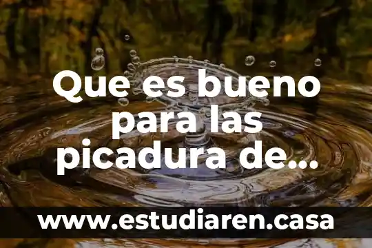 Que es bueno para las picadura de abeja 5 Que es bueno para las picadura de abeja