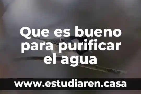 Que es bueno para purificar el agua