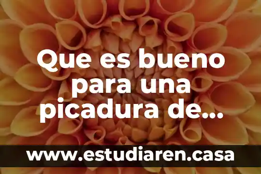 Que es bueno para las picadura de abeja 5 Que es bueno para una picadura de araña