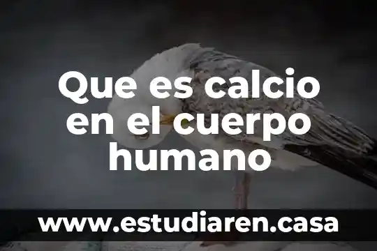 Que es calcio en el cuerpo humano