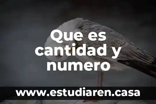 Que es cantidad y numero
