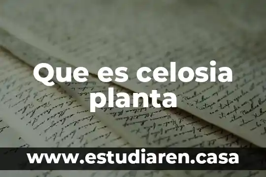Que es celosia planta