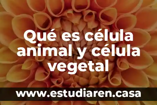 Qué es célula animal y célula vegetal