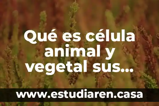 Qué es la célula vegetal y con qué está conformado 8 Qué es célula animal y vegetal sus partes y funciones