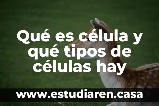 Qué es célula y qué tipos de células hay