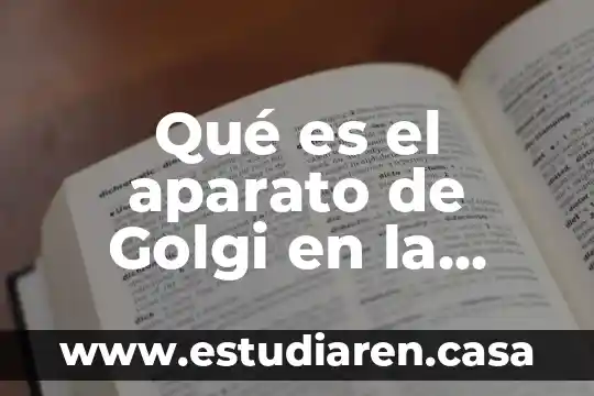 Qué es célula haploide 3 Qué es el aparato de Golgi en la célula