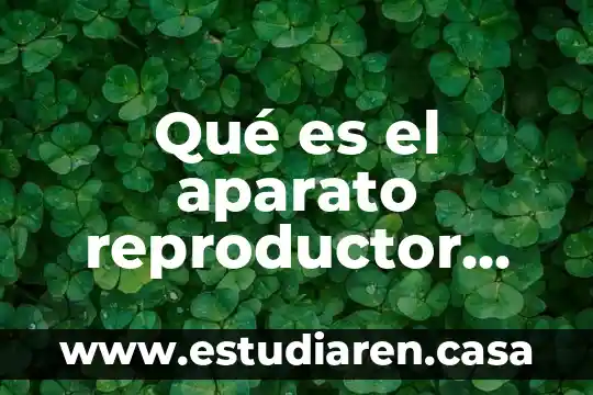 Qué es y para qué sirve el sistema reproductor masculino 4 Qué es el aparato reproductor masculino definición