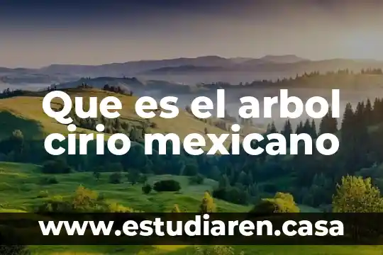 Que es el arbol cirio mexicano 5 Que es el arbol cirio mexicano