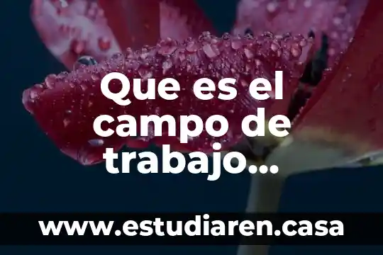 Que es el campo de trabajo ejemplos