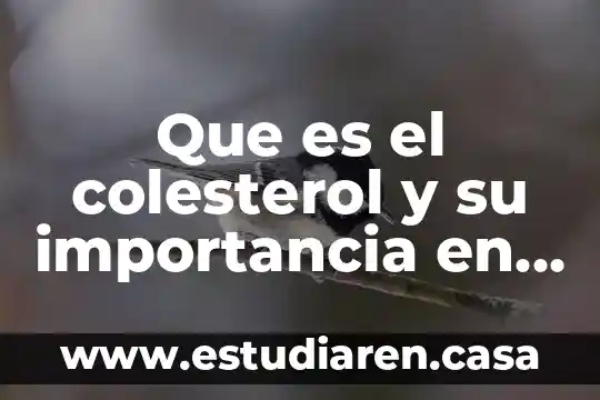 Qué es el colesterol HDL y cuál es su importancia 4 Que es el colesterol y su importancia en la nutricion