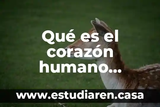 Qué es el corazón humano anatomía biología