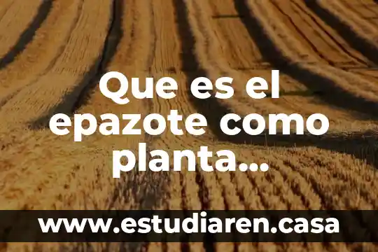Que es el poleo planta medicinal 5 Que es el epazote como planta medicinal