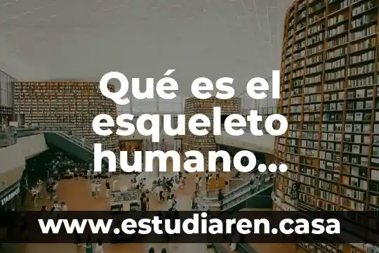 Qué es el esqueleto humano concepto