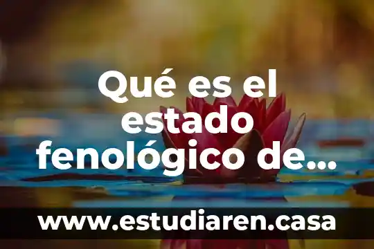Que es una planta informacion 8 Qué es el estado fenológico de una planta