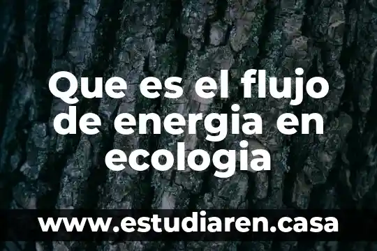 Que es el flujo de energia en ecologia