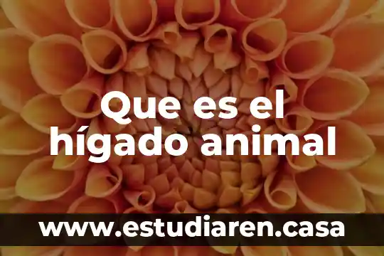 Que es el hígado animal
