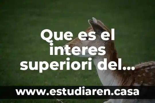 Que es el interes superiori del niño
