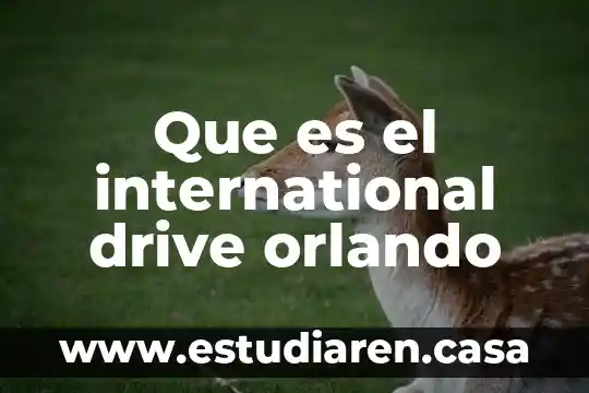 Que es non-profit international 3 Que es el international drive orlando