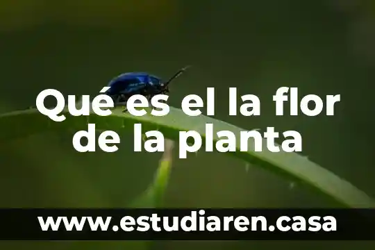 Qué es el la flor de la planta