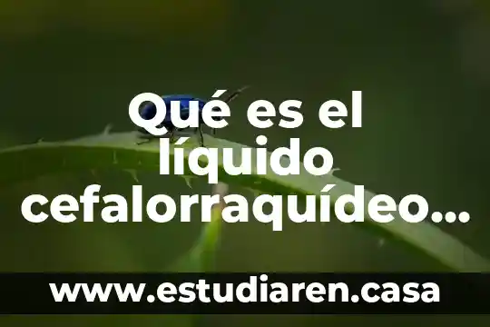 Qué es un recurso líquido financieramente 4 Qué es el líquido cefalorraquídeo y cuál es su función