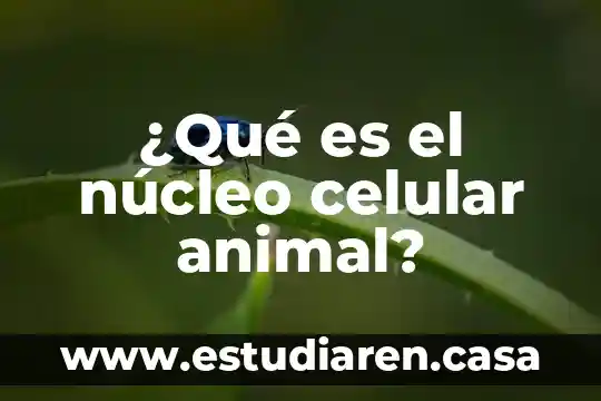 ¿Qué es el núcleo celular animal?
