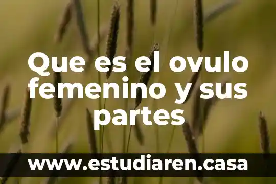 Qué es el periodico y partes del periodico 5 Que es el ovulo femenino y sus partes