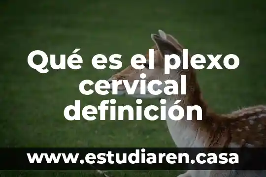 Que es un intersexual definicion 4 Qué es el plexo cervical definición