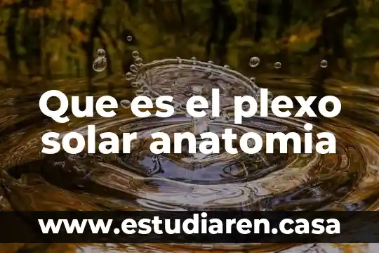 Que es el plexo solar anatomia