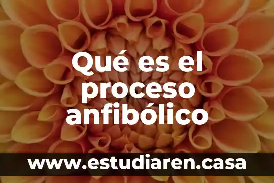 Qué es el proceso anfibólico