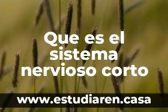 Que es el sistema nervioso para niños de preescolar 5 Que es el sistema nervioso corto